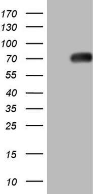 m01775 anti thyroid hormone receptor alpha thra mouse monoclonal antibody clone id oti2a2 wb testing 1