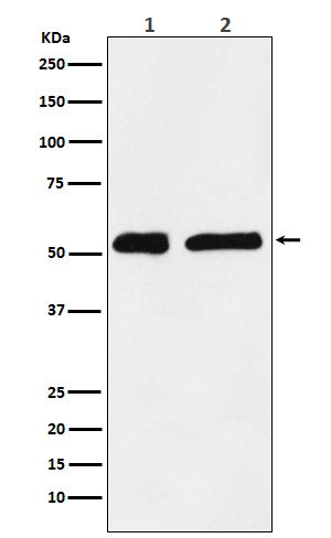 m01776 wb