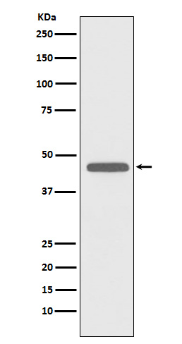 Western blot analysis of CD83 expression in MOLT4 cell lysate