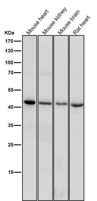 All lanes use the Antibody at 1:1K dilution for 1 hour at room temperature