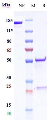 Anti-CD83 Reference Antibody (Genentech patent anti-CD83) on SDS-PAGE under reducing (R) condition