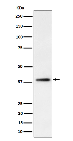 Western blot analysis of FDPS expression in HepG2 cell lysate