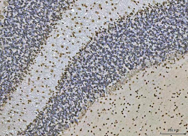 m01786 1 atxn1 primary antibodies ihc testing 6