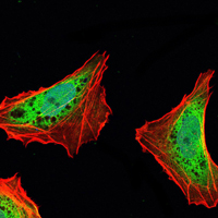 Immunofluorescence analysis of NTERA-2 cells using Ataxin-1 Monoclonal Antibody (green)