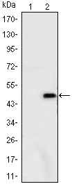 Western Blot analysis using Ataxin-1 Monoclonal Antibody against HEK293 (1) and ATXN1-hIgGFc transfected HEK293 (2) cell lysate