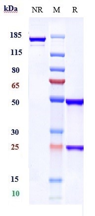 Anti-ALCAM/CD166 Reference Antibody (praluzatamab) on SDS-PAGE under reducing (R) condition