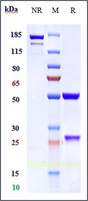 Anti-ALCAM/CD166 Reference Antibody (AT002) on SDS-PAGE under reducing (R) condition