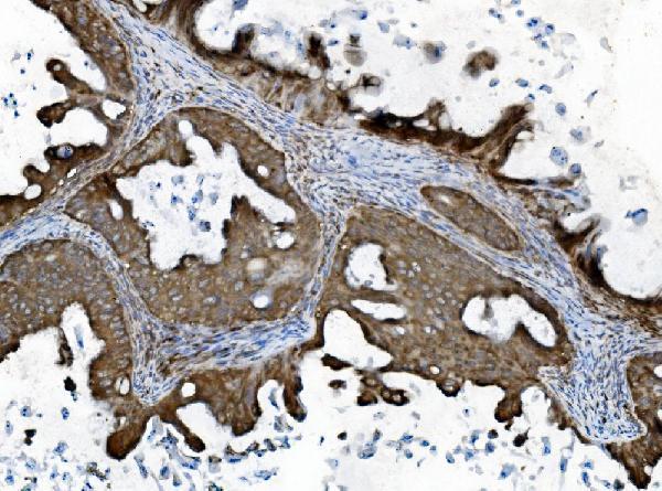 m01790 inpll1 primary antibodies ihc testing 4