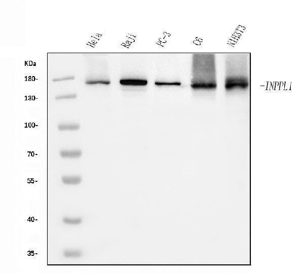 m01790 inpll1 primary antibodies wb testing 1