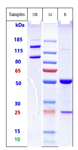 Anti-CD98 Reference Antibody (Ign523) on SDS-PAGE under reducing (R) condition