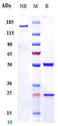 Anti-CD98 Reference Antibody (KHK2898) on SDS-PAGE under reducing (R) condition