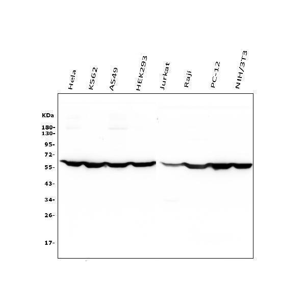 m01798 1 ptbp1 primary antibodies wb testing 1
