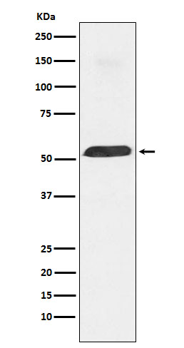 m01798 wb