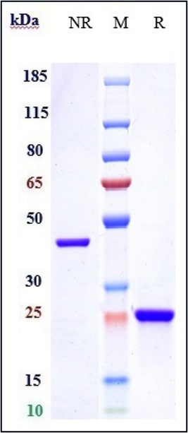 Anti-HTRA1 Reference Antibody (Galegenimab) on SDS-PAGE under reducing (R) condition