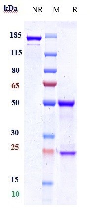 Anti-HTRA1 Reference Antibody (FHTR2163) on SDS-PAGE under reducing (R) condition