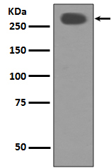 m01802 wb