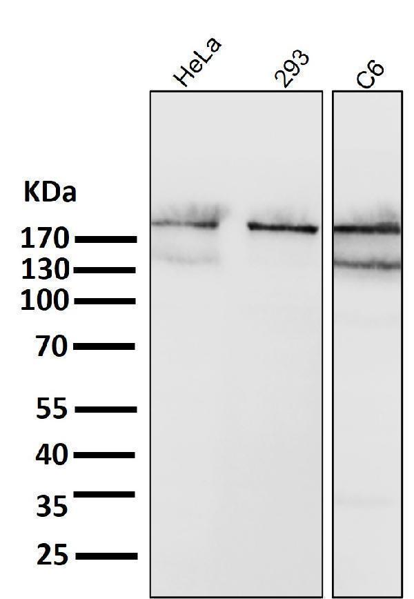 All lanes use the Antibody at 1:1K dilution for 1 hour at room temperature