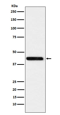 Western blot analysis of Cystathionase expression in HeLa cell lysate