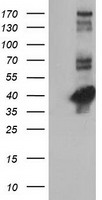 m01803 anti cystathionase cth mouse monoclonal antibody clone id oti1e12 wb testing 1