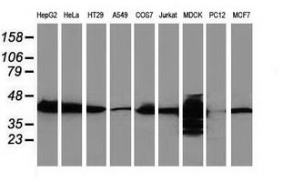 m01803 anti cystathionase cth mouse monoclonal antibody clone id oti1e12 wb testing 2