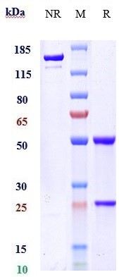 Anti-RTN4/NOGO Reference Antibody (ozanezumab) on SDS-PAGE under reducing (R) condition