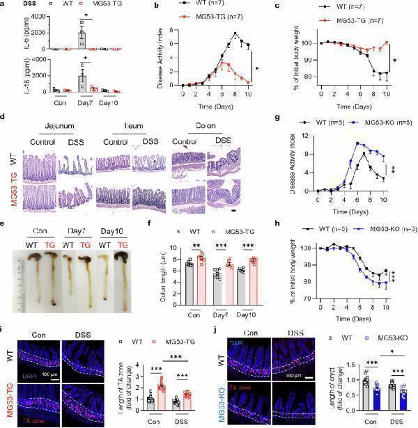 MG53 attenuates intestinal injury in mouse models