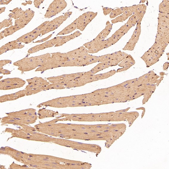 m01811 ihc11