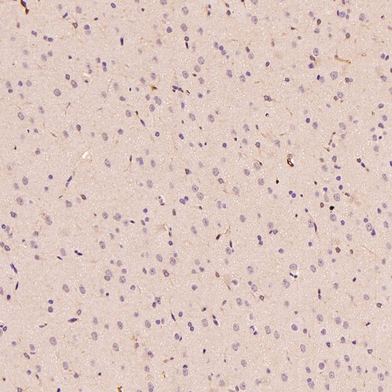 m01811 ihc7