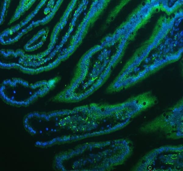  IF analysis of Lysozyme using anti-Lysozyme antibody (M01811)