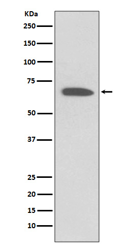 m01813 wb