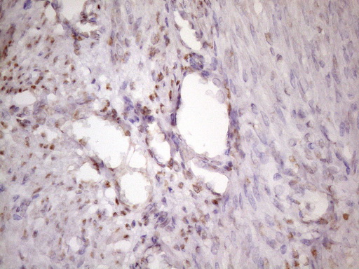 m01816 1 anti ikbke mouse monoclonal antibody clone id oti3c5 ihc testing 5