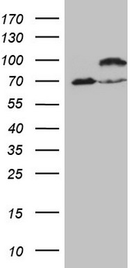 m01816 1 anti ikbke mouse monoclonal antibody clone id oti3c5 wb testing 1