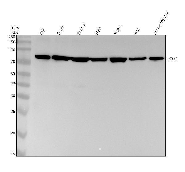 Western blot analysis of IKBKE using anti-IKBKE antibody (M01816)