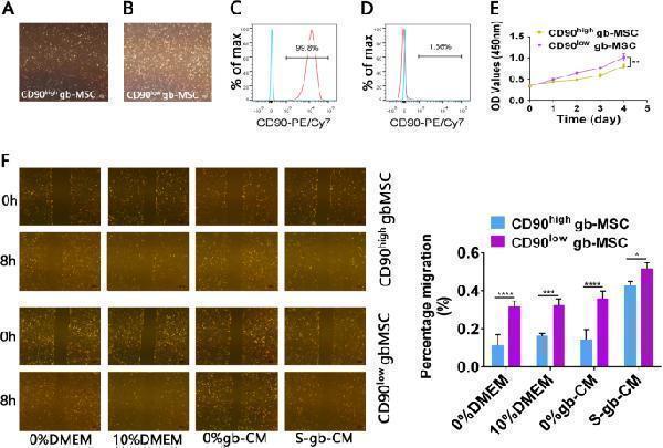 Characteristics of CD90 high and CD90 low gbMSCs cultured in vitro