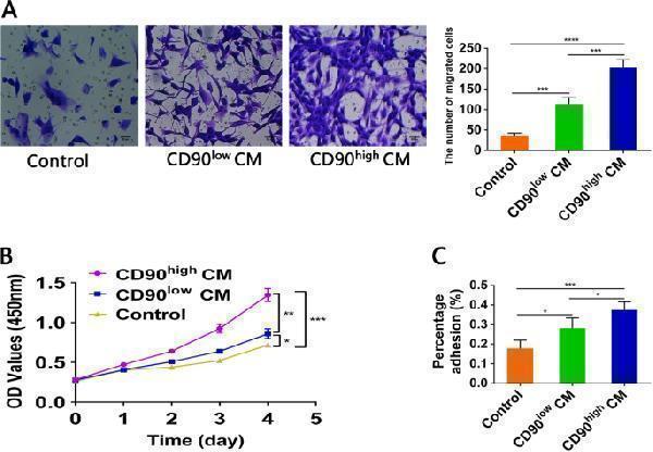 The migration, proliferation and adhesion capacities of U87 cells incubated with different media in vitro