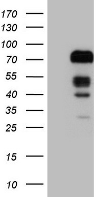 m01819 2 anti foxo4 mouse monoclonal antibody clone id oti1a4 wb testing 1