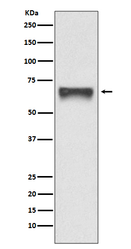 Western blot analysis of FoxO4 expression in 293T cell lysate transfected with FoxO4
