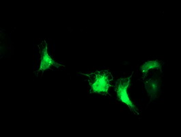 Anti-IRF6 mouse monoclonal antibody (M01822-1) immunofluorescent staining of COS7 cells transiently transfected by pCMV6-ENTRY IRF6