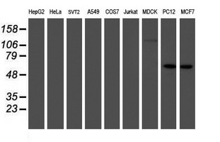 m01822 1 anti irf6 mouse monoclonal antibody clone id oti2c10 wb testing 2