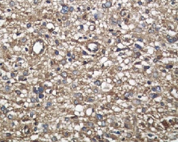 m01823 ihc