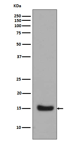 Western blot analysis of Midkine expression in Midkine Recombinant protein