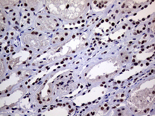 m01824 anti ring1 mouse monoclonal antibody clone id oti3g7 ihc testing 16
