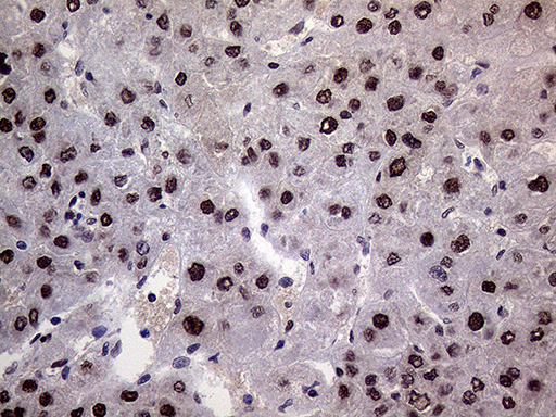 m01824 anti ring1 mouse monoclonal antibody clone id oti3g7 ihc testing 17