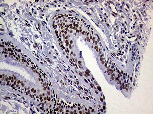 m01824 anti ring1 mouse monoclonal antibody clone id oti3g7 ihc testing 18