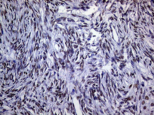 m01824 anti ring1 mouse monoclonal antibody clone id oti3g7 ihc testing 3