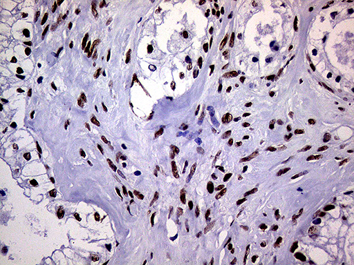 m01824 anti ring1 mouse monoclonal antibody clone id oti3g7 ihc testing 4