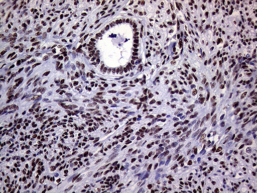 m01824 anti ring1 mouse monoclonal antibody clone id oti3g7 ihc testing 7