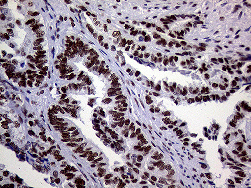 m01824 anti ring1 mouse monoclonal antibody clone id oti3g7 ihc testing 8