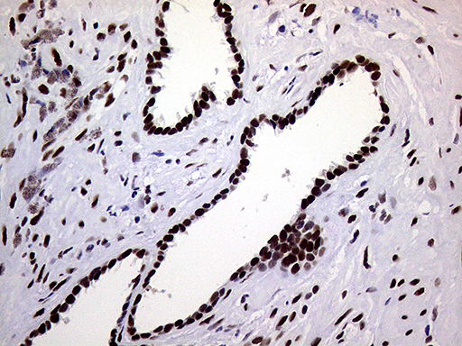 m01824 anti ring1 mouse monoclonal antibody clone id oti3g7 ihc testing 9