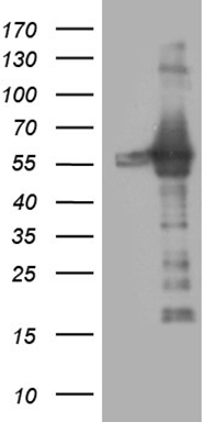 m01824 anti ring1 mouse monoclonal antibody clone id oti3g7 wb testing 1